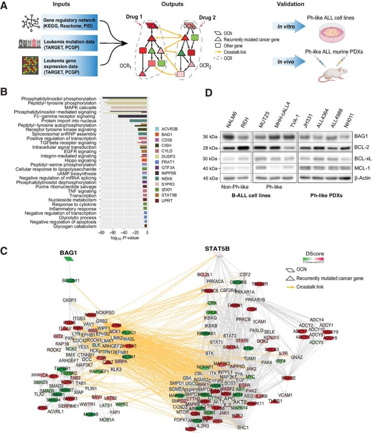 Figure 1. A systems biology approach to discovery and testing of synergistic therapeutic targets. A, Overview of the Optimal Control (OptiCon) network-based approach toward identifying and validating synergistic drug targets in Ph-like B-ALL. OptiCon input data include a high-quality human gene regulatory network integrating expert-curated pathway annotations from three public pathway databases (KEGG, Reactome, and NCI-Nature Pathway Interaction Database), patient genetic mutation data, and gene expression data from TARGET and PCGP consortia (details in Materials and Methods). Output of OptiCon identifies synergistic OCN pairs. Druggable pathways defined by OCNs and their respective OCRs are then validated in vitro in Ph-like ALL cell lines and in vivo in murine PDX models. B, Enriched gene ontology (GO) terms among predicted OCRs. Each color represents the OCR of a predicted OCN. Thickness of bars varies since certain terms were enriched among multiple OCRs. C, Synergistic OCN pair STAT5B and BAG1 predicted for Ph-like ALL. Gene crosstalk links between their specific OCRs are shown in yellow. Shade of a node represents the deregulation score (DScore) of the corresponding gene. Red, up-regulated in Ph-like ALL; green, down-regulated in Ph-like ALL. D, Baseline protein expression of BAG1 and the anti-apoptotic BCL2-family proteins BCL2, BCL-xL, and MCL1 in several B-ALL and Ph-like ALL cell lines and Ph-like PDXs.