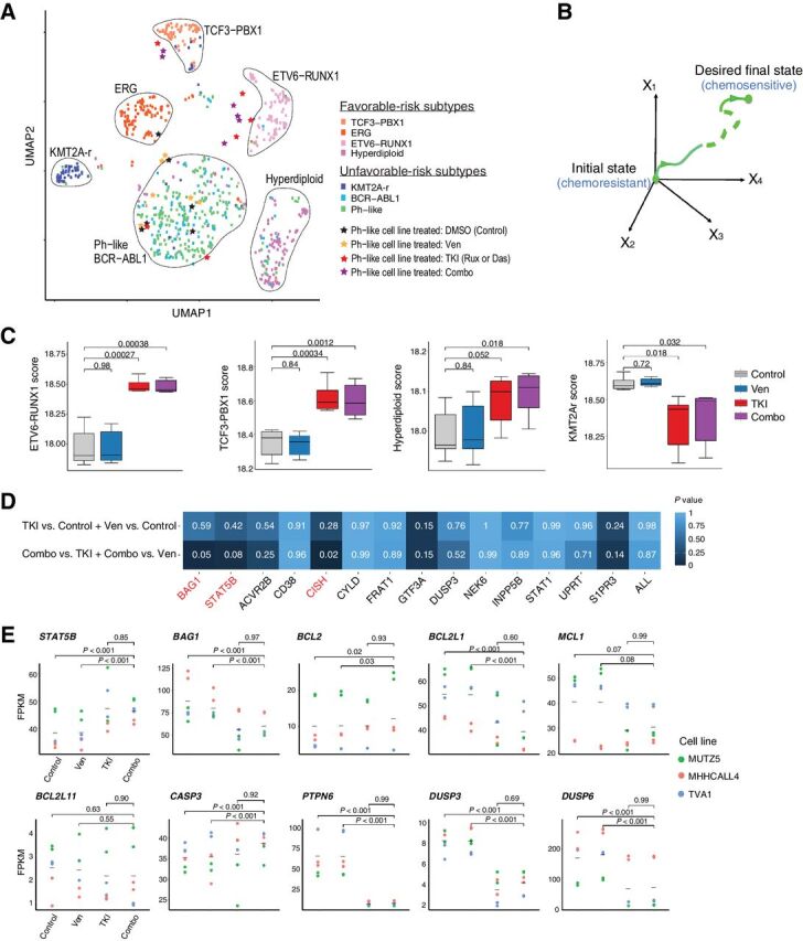 Figure 3. Combination treatment elicits specific and unique changes in the transcriptome of Ph-like cell lines. A, UMAP based on RNA-seq data from drug-treated Ph-like cell lines and B-ALL patient microarray expression data show that combination treatment shifts transcriptome of Ph-like cells to resemble that of favorable-risk B-ALL subtypes. Treatment with 1 μmol/L ruxolitinib and 0.1 μmol/L venetoclax was used for MUTZ5 and MHH-cALL-4, and 0.5 nmol/L dasatinib and 50 nmol/L venetoclax was used for TVA-1. B, Network controllability theory posits that one can use control nodes in a gene network to guide a system from an initial state (in this case relatively chemoresistant Ph-like ALL) to a final state (chemosensitive favorable-risk subtype B-ALL). C, Signature genes of non–Ph-like B-ALL subtypes (ETV6-RUNX1, TCF3-PBX1, and hyperdiploidy subtypes) are enriched in Ph-like ALL cells treated with venetoclax and ruxolitinib or dasatinib. Enrichment scores were computed using single-sample gene set enrichment analysis (ssGSEA). D, Predicted synergistic OCRs STAT5B and BAG1 were significantly perturbed only by combination drug treatment, but not by monotherapy. The degree of perturbation was measured by the overlap between genes in the OCR of each specified OCN and DEGs in the specified comparison (TKI or venetoclax monotherapy versus control, or combination therapy versus either TKI or venetoclax monotherapy). Significance of overlap was determined using hypergeometric test P values. Significant P values were observed for the STAT5B, BAG1, and CISH OCRs in dual inhibitor-treated cells, but not with venetoclax or ruxolitinib monotherapy or in other OCRs. E, Gene expression changes during monotherapy or combination inhibitor therapy in OptiCon-nominated OCNs and some OCR genes. P values were calculated using one-way ANOVA implemented in LIMMA software and adjusted for multiple testing using the Benjamini–Hochberg method.