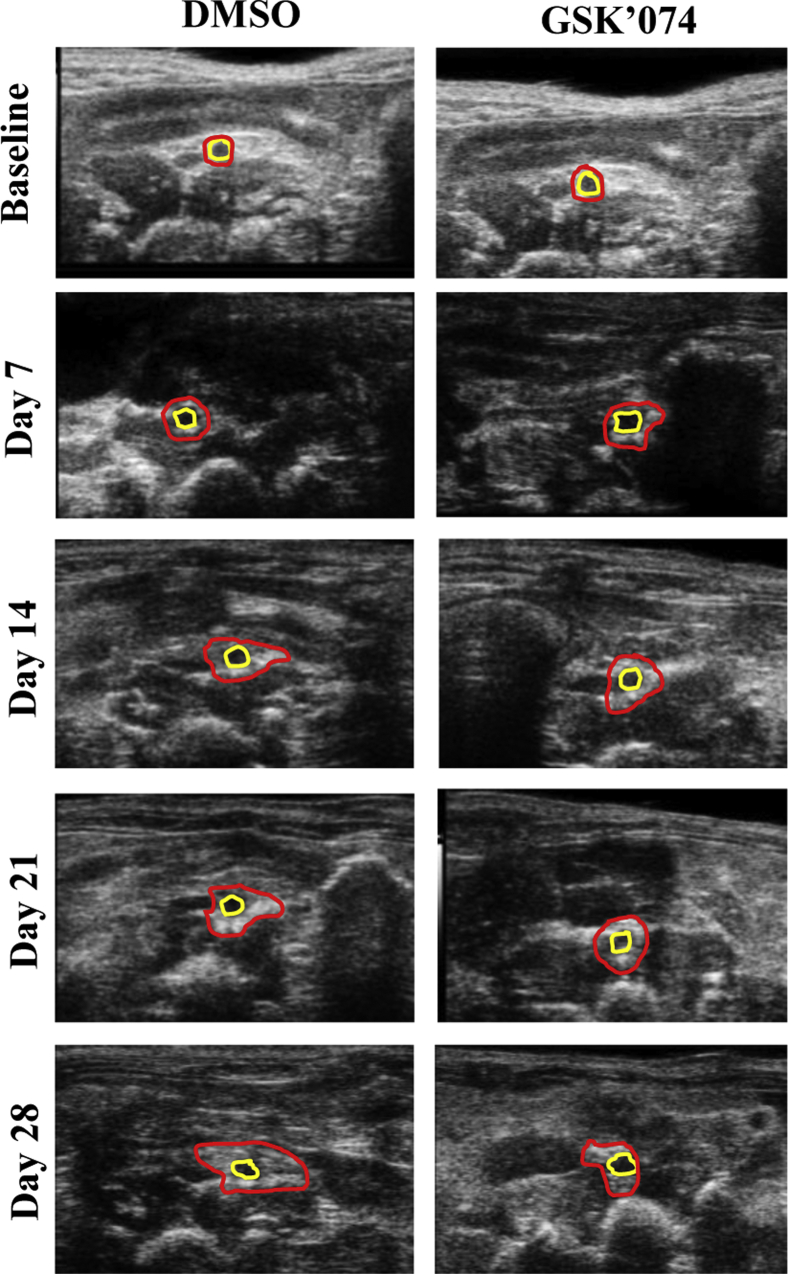 Supplementary Fig 1