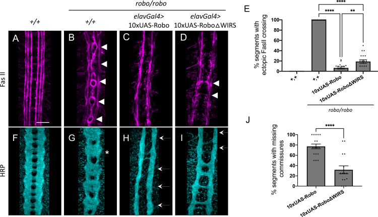 Figure 4—figure supplement 1.