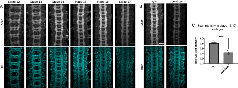 Figure 1—figure supplement 1.