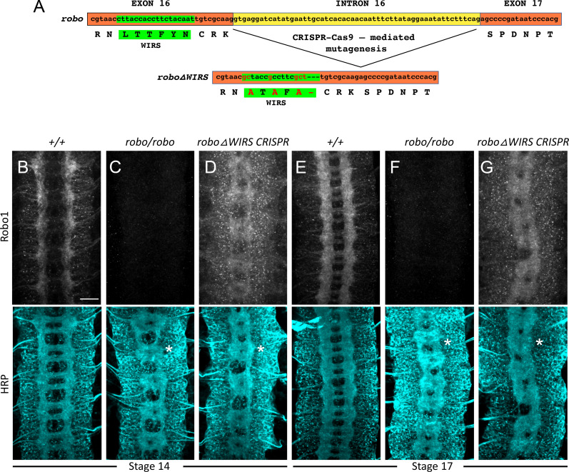 Figure 5—figure supplement 2.