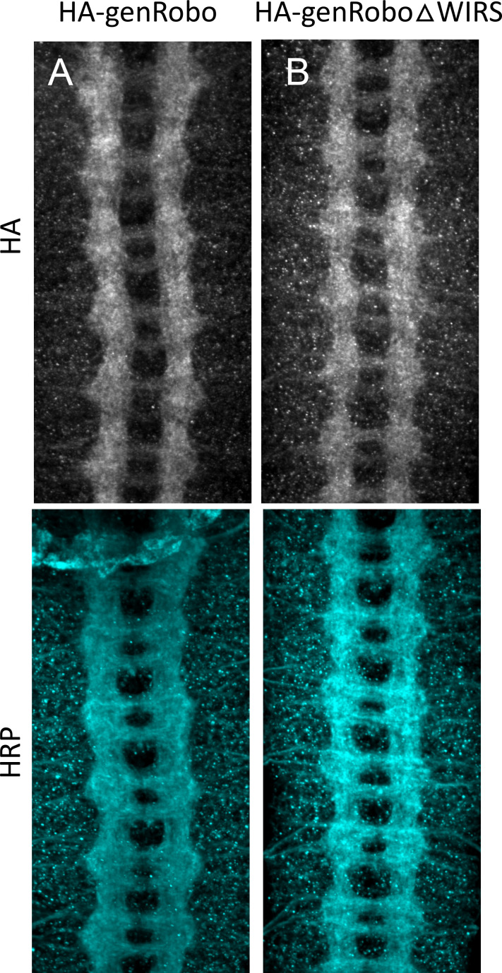 Figure 5—figure supplement 1.