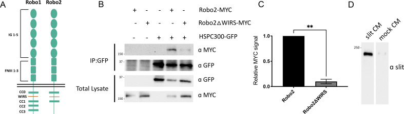 Figure 3—figure supplement 1.