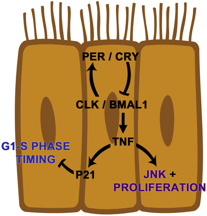 Figure 10