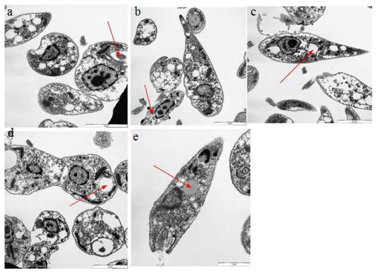 Figure 13