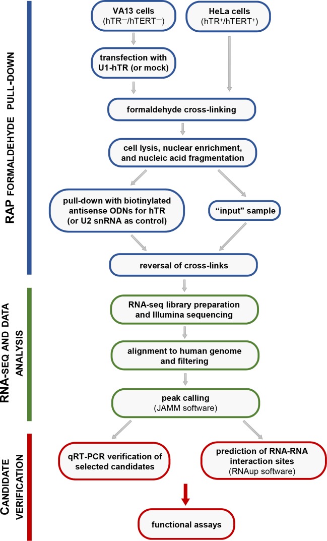 Figure 1—figure supplement 1.