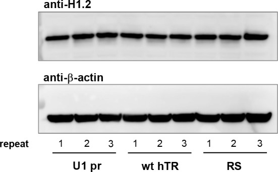 Figure 4—figure supplement 1.