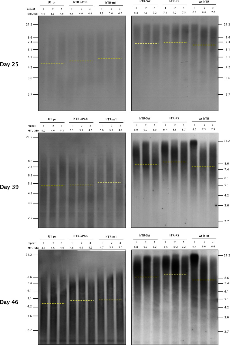 Figure 4—figure supplement 2.