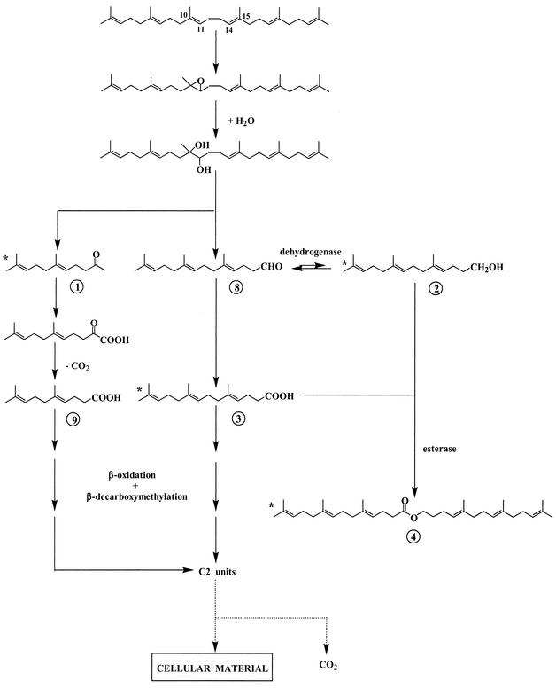 FIG. 7.