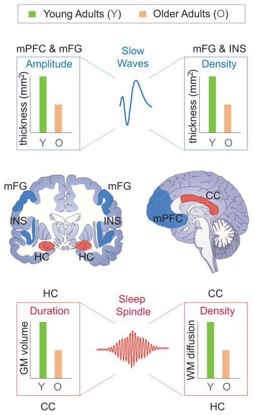 Sleep And Human Aging - PMC