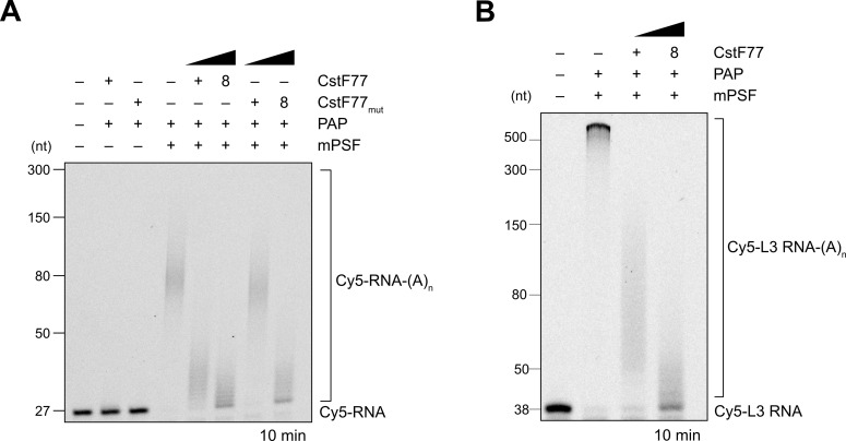 Figure 4—figure supplement 1.