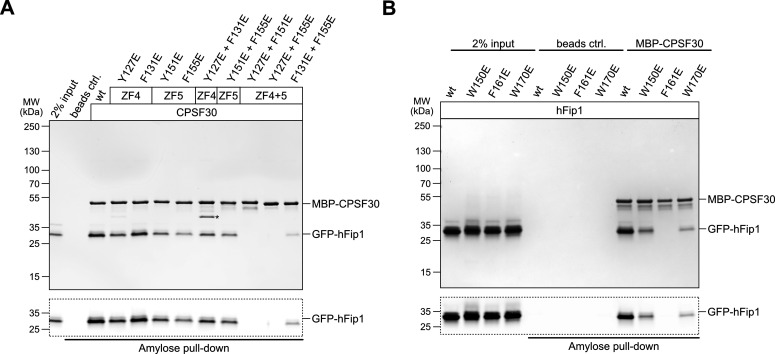 Figure 1—figure supplement 2.