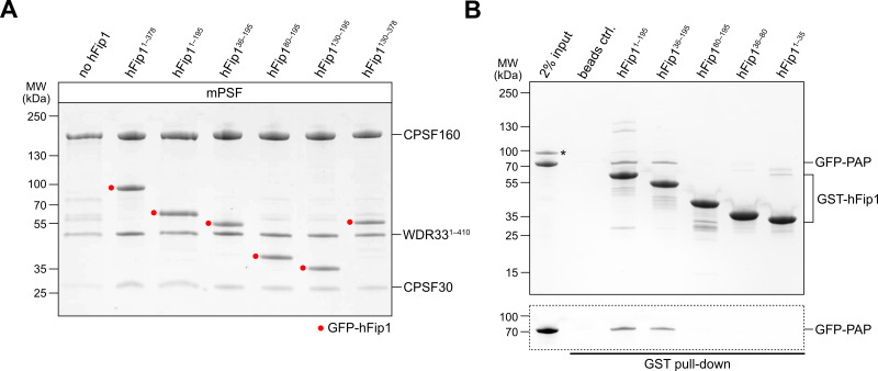 Figure 2—figure supplement 1.