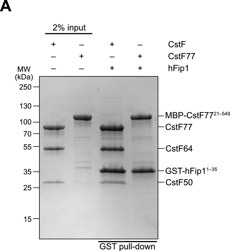 Figure 3—figure supplement 3.