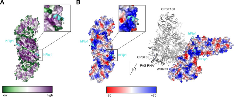 Figure 3—figure supplement 1.