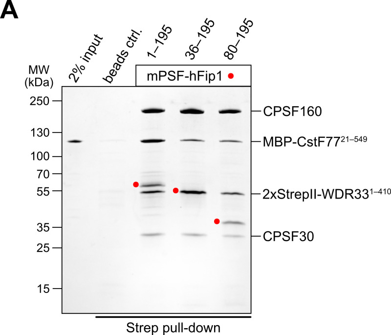 Figure 3—figure supplement 2.