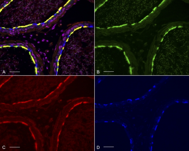 FIG. 7.