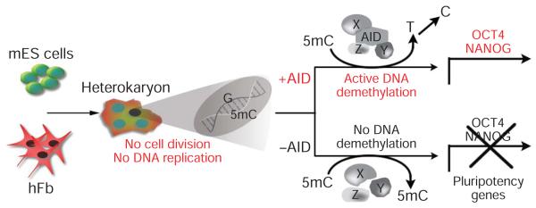 Figure 6