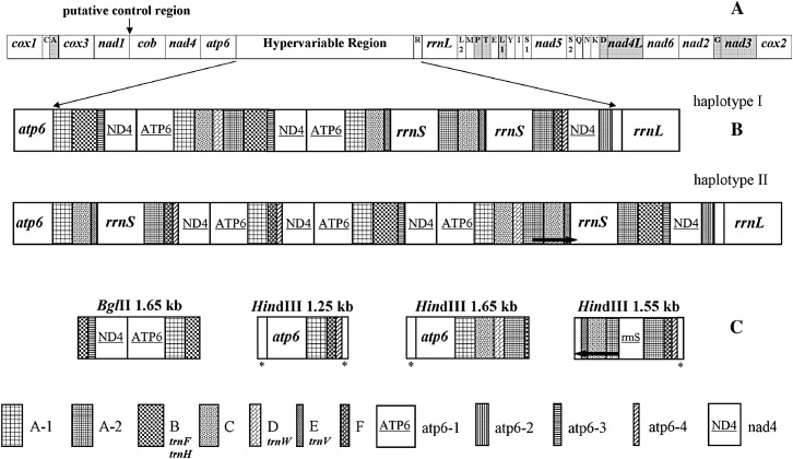 Figure 3.—