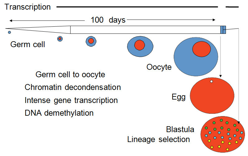 Figure 9