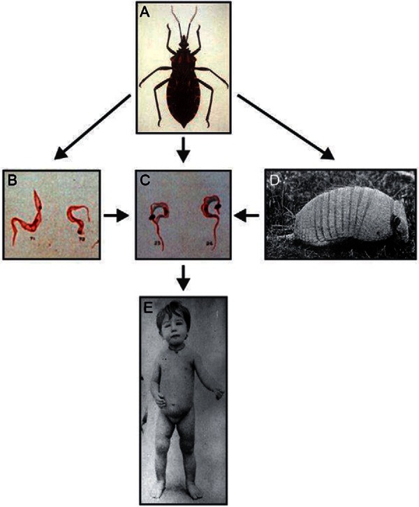 Fig. 1