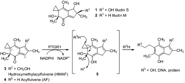 Scheme 1.