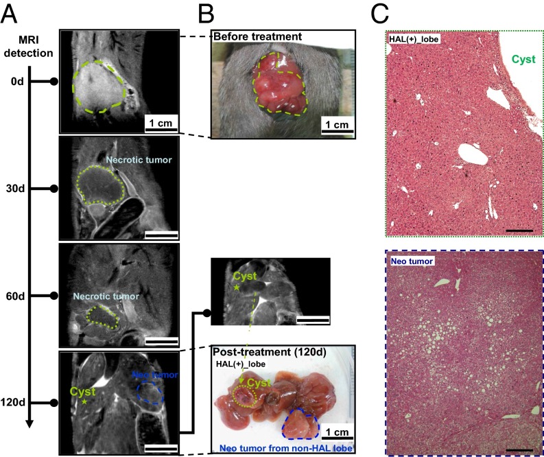 Fig. 6.