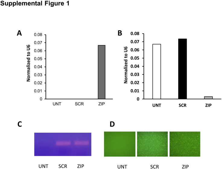 Supplemental Figure S1