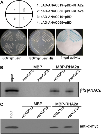 Figure 11.