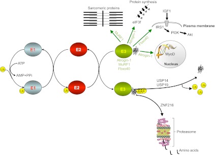 Fig. 1.