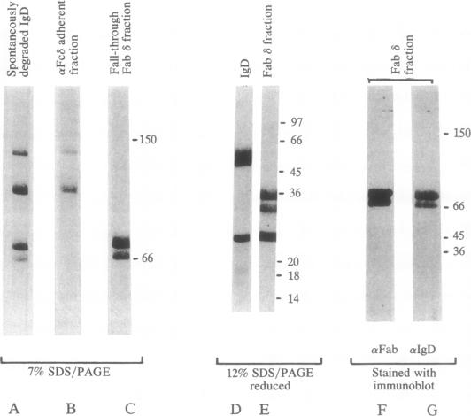 graphic file with name pnas01070-0382-a.jpg