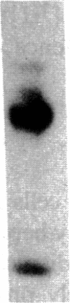973