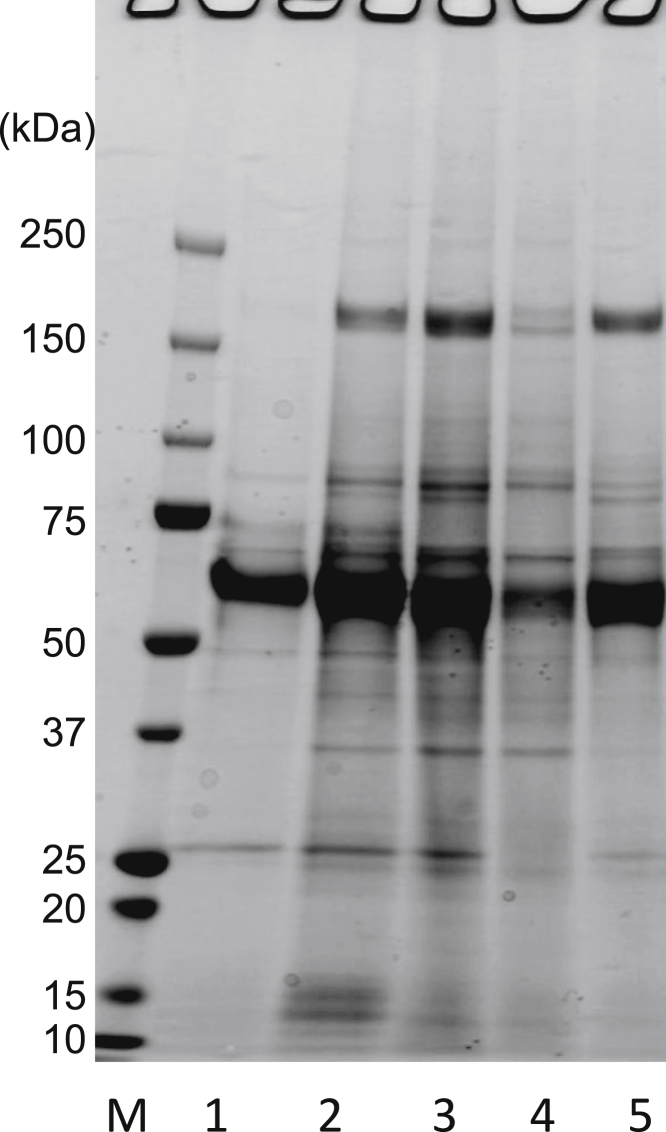 Figure 1