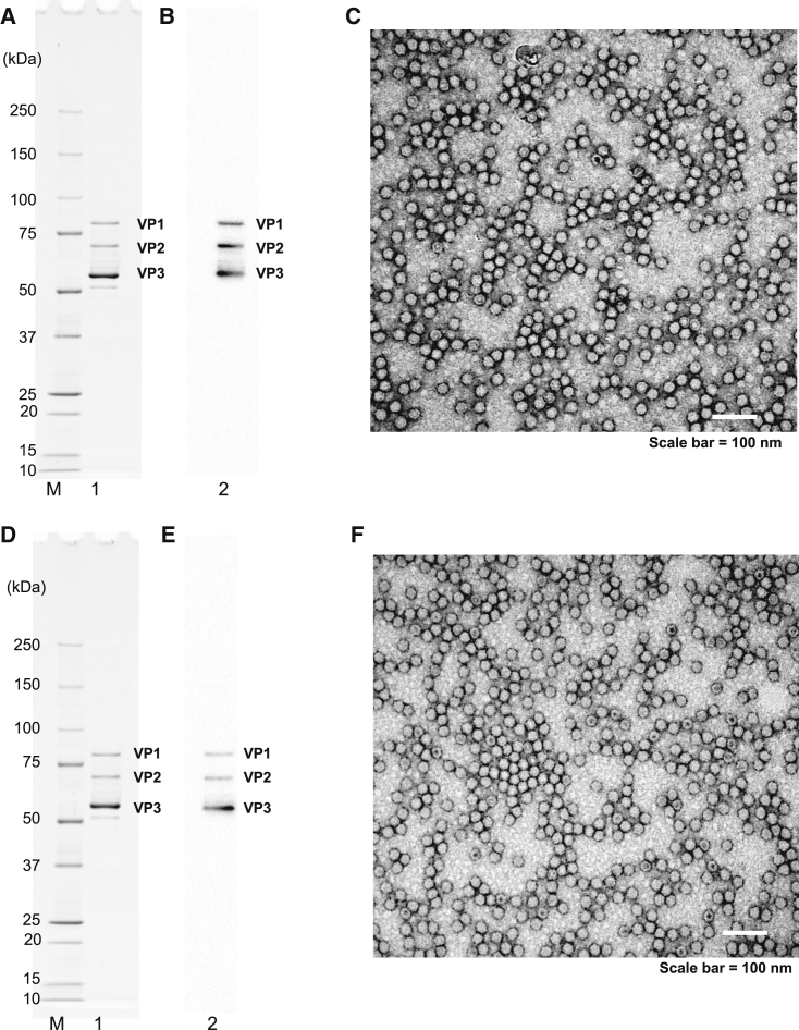 Figure 3