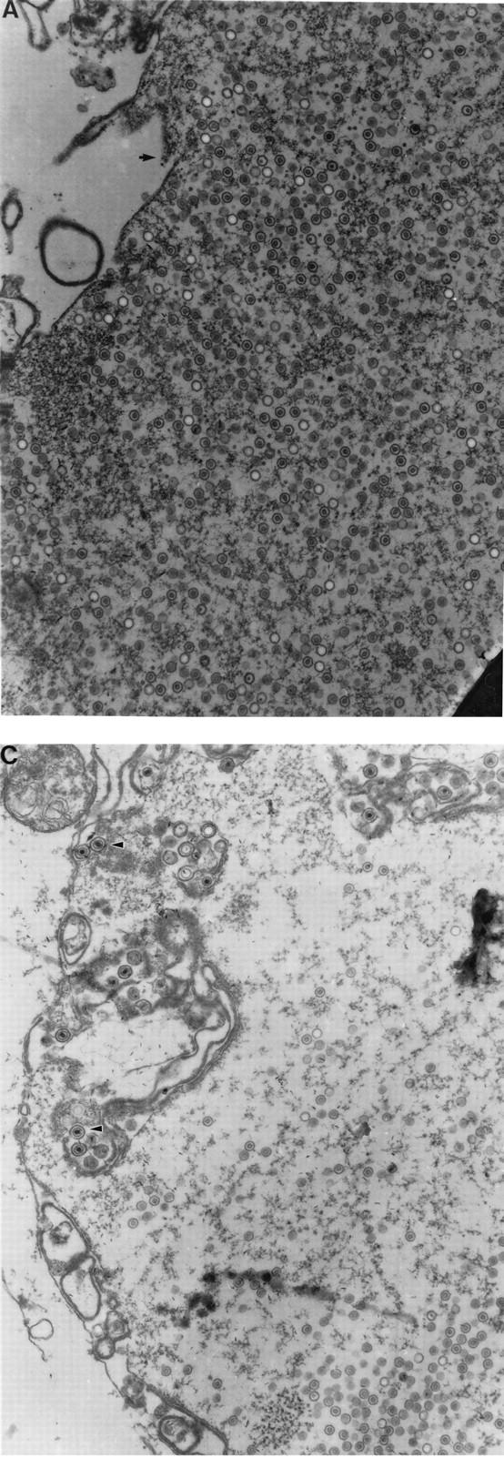 FIG. 7