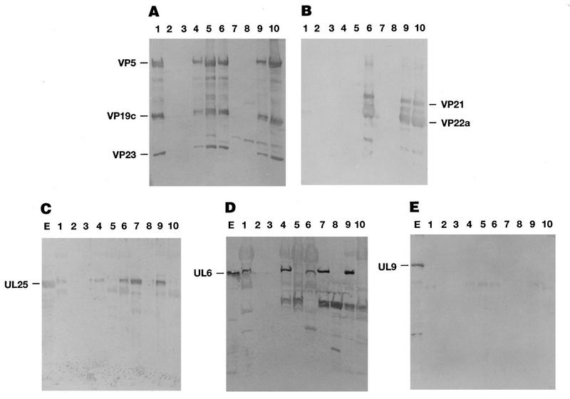 FIG. 10