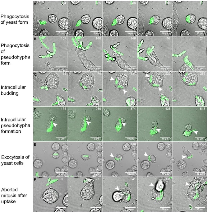 Figure 9