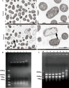 Fig 8