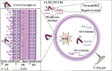 Fig 11