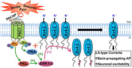 graphic file with name nihms731313u1.jpg