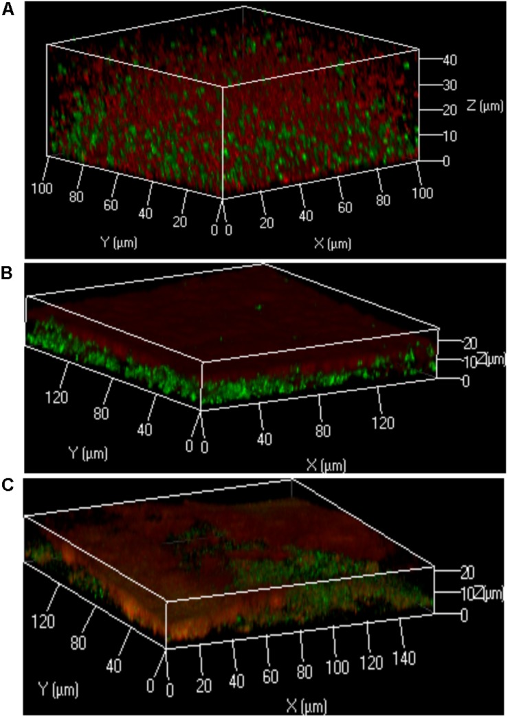 FIGURE 3