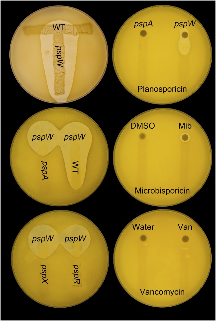 Fig. 9.