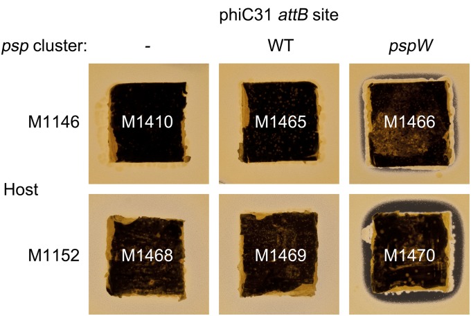 Fig. 10.