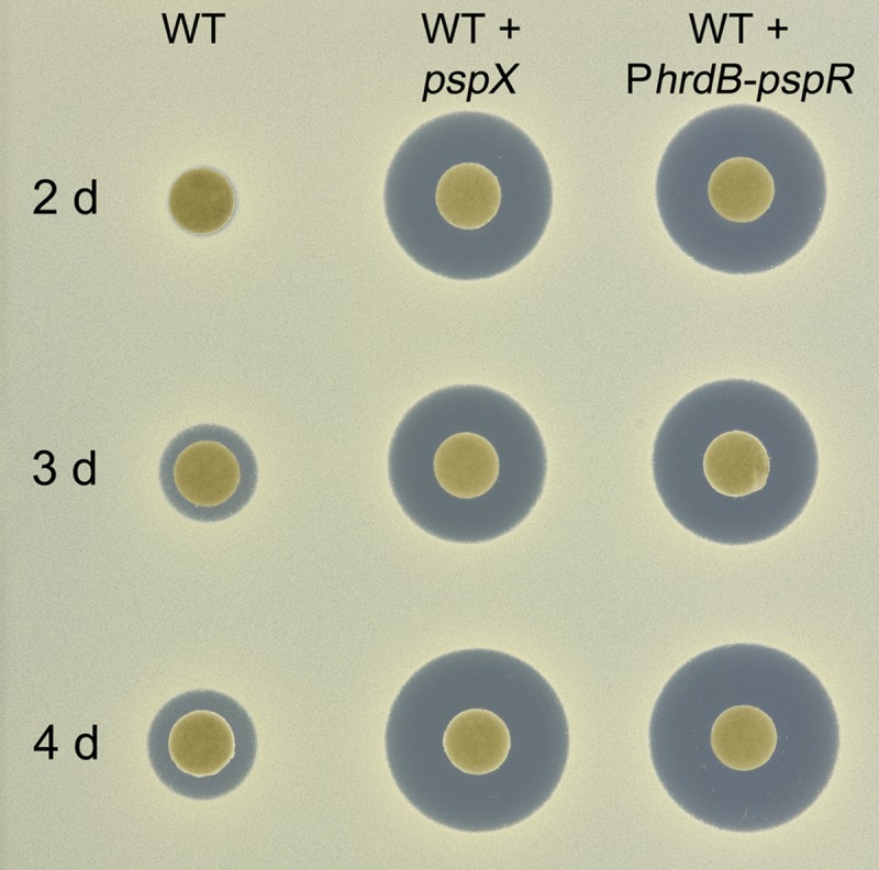 Fig. 8.