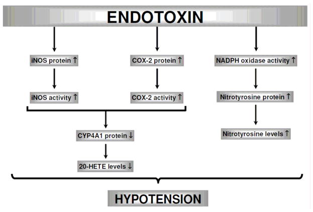 Fig. 12