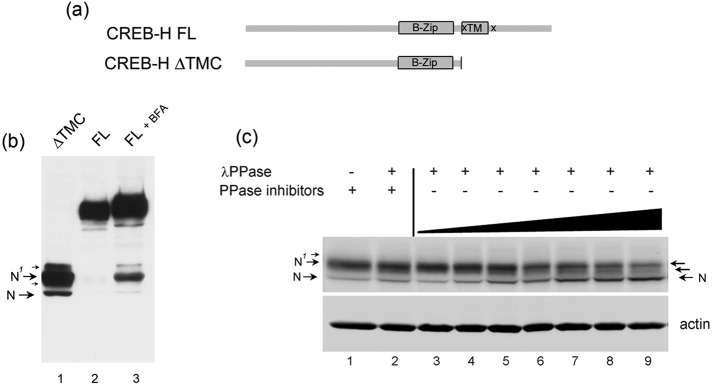 FIGURE 1: