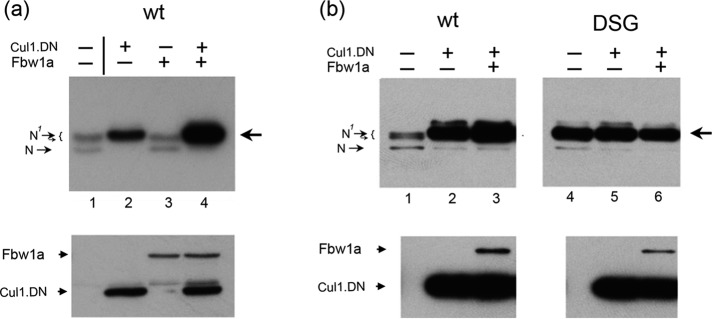 FIGURE 6: