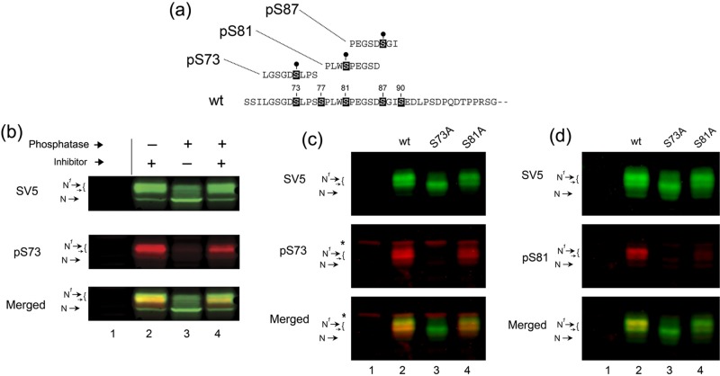 FIGURE 4: