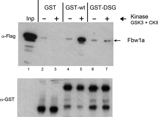 FIGURE 7: